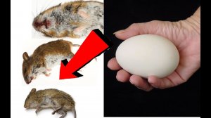 Как избавиться от мышей за 3 миллисекунды!!!.mp4