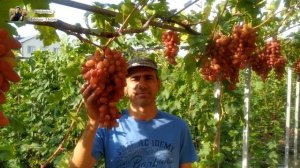 Виноград Преображение