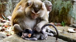 Why Baby Monkey sleep like this ? Pigtail take Care/Wild Monkey