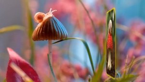 Маленькая УЛИТКА