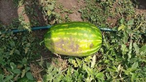 Арбузы урожай 2021