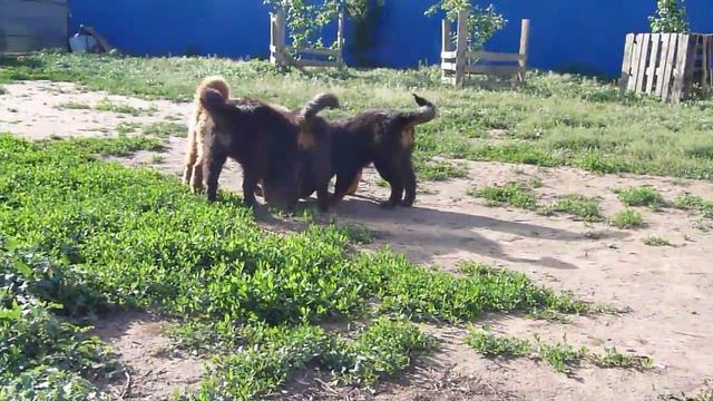 Щенки Тибетского мастифа, питомник "АЛИТЕ" смотреть онлайн