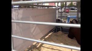 агро выставка г. Челябинск животные.mp4