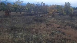Лев Гирей сегодня не в духе, а виновата конечно львица 🐈💘