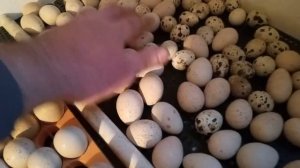 #Горная куропатка #инкубация keklik