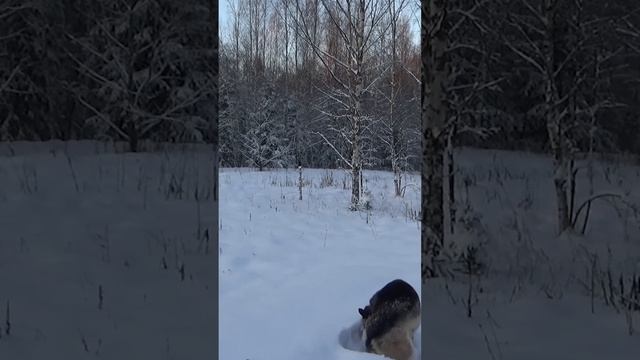 Бешенный танец, Немецкая овчарка и ее хвост