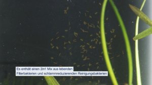 Tetra FilterActive | Starterbakterien für den Filter reduziert Mulm