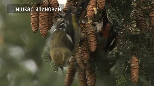 Шишкар ялинковий. Зимуючі птахи України. Серія «Природне довкілля». Пізнаймо світ разом!