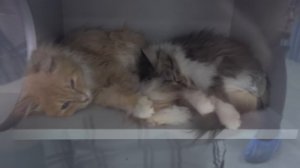 Лапа не сломана, но