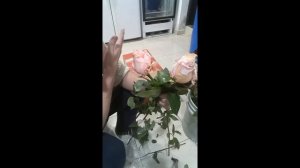 Температура хранения роз 0+1, срок месяц, разбор цветка