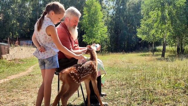 Так вот ты какой,СЕВЕРНЫЙ ОЛЕНЬ!#олень #зоопарк #ферма смотреть онлайн