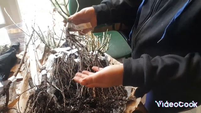 Обзор посылки с саженцами от "Октябрьского плодопитомника" 🌹🌹🌹 смотреть онлайн