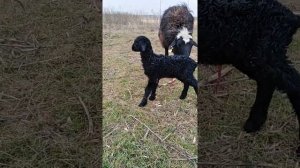 Разведение овец в домашних условиях Барон