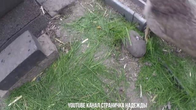 21 День Маранчики Мараны смотреть онлайн