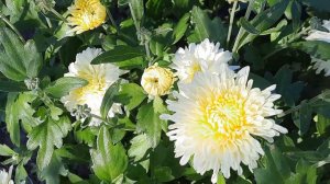 Корейская хризантема Солярис