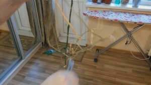 Обрезка комнатного лимона часть 2