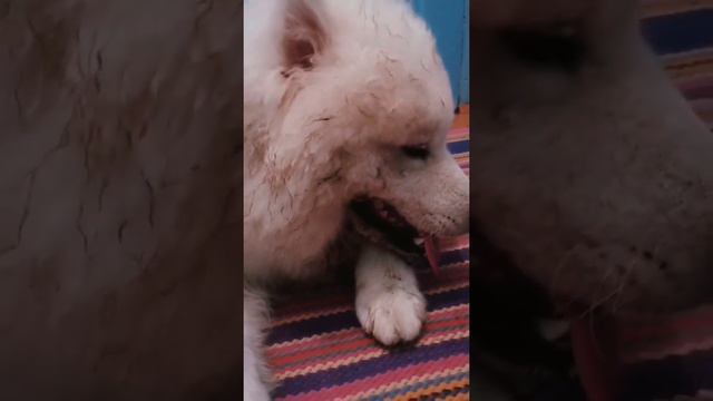 Собака съела улитку. смотреть онлайн