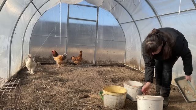 Яйценоскость кур несушек зависит от всего этого