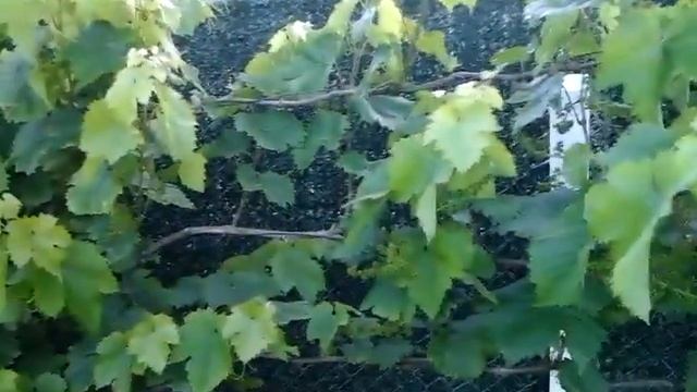 Виноград 3 года 2018 Августин ,КорМаКод смотреть онлайн