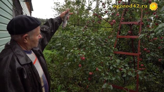 Как вырастить в Сибири крупноплодные яблони? Решение вопроса смотреть онлайн