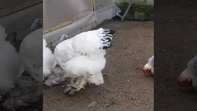 Светлая брама линия европа смотреть онлайн