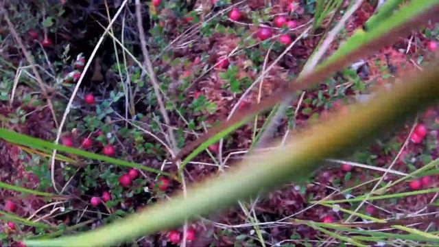 Сбор клюквы 2020 год продолжается смотреть онлайн