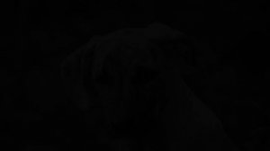 Музыка для приучения собак к хорошему сну ? успокаивающая музыка для собак?музыка для щенков