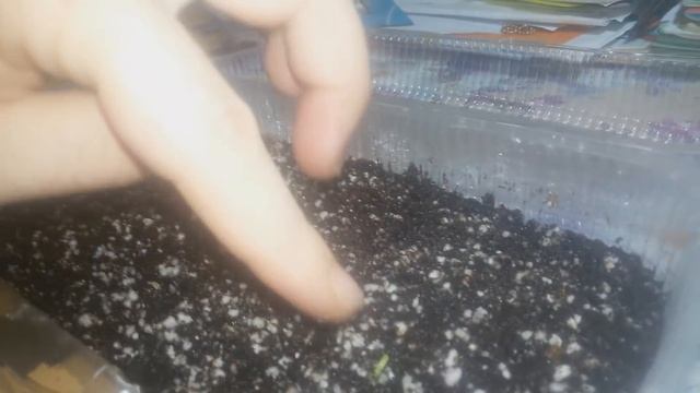 На пятой неделе после посадки семян Венериной Мухоловки!!!