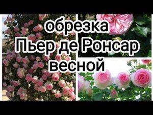 Обрезка розы ПЬЕР ДЕ РОНСАР весной. rosebushes.ru. Ксения