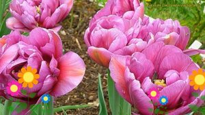 Тюльпан махровый Лилак перфершен. Краткий обзор, описание характеристик tulipa Lilac Perfection