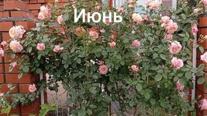 Роза "Барок". Вспоминаем лето 2022.