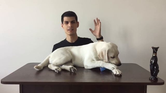 Лабрадор в квартире; минус от собаки в доме | Как я дрессирую Бэтти | Почему мы НЕ Labrador Missy смотреть онлайн