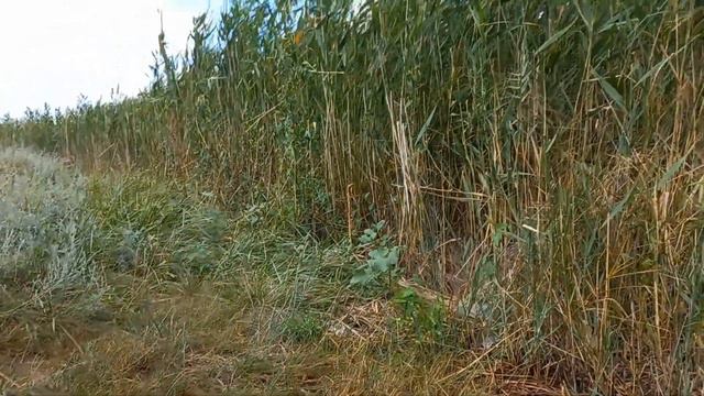 в камышах на озере с лабрадором/in the reeds on the lake with a labrador смотреть онлайн