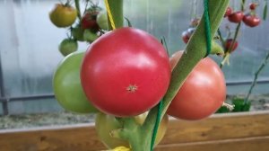 Томат Колхозная королева розовая. Соответствует названию!
