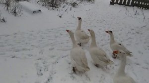 Гуси бегают радуются, даже не в солнечный день!