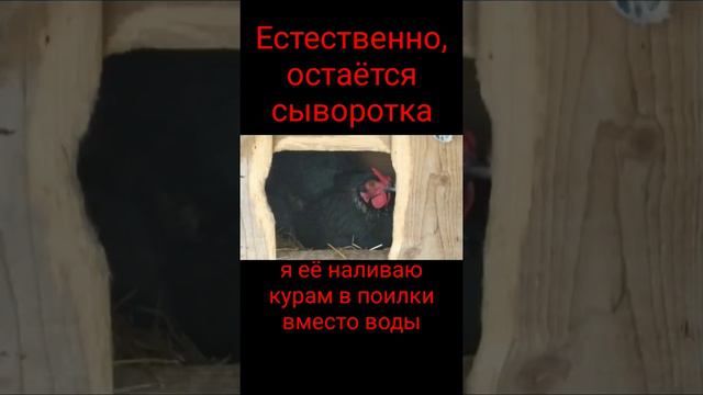 Чем кормить ☝️кур чтобы они сели на яйца?🐔🤔