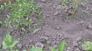 Томаты растут в теплице#монгольский карлик