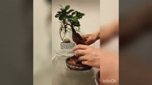 Фикус генсенг, бонсай. История о нематодах.