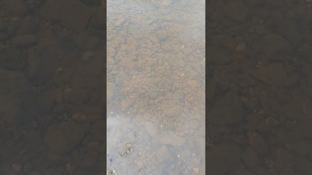 ищем золото на реке Койва смотреть онлайн