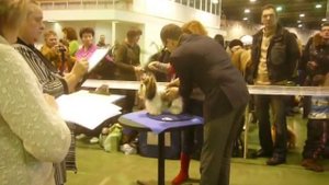 Выставка собак в Москве. Ринг биверов. Бивер йорк.