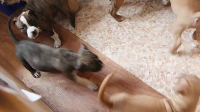 GaidJewel's kennel:Безобразники часть 2. смотреть онлайн