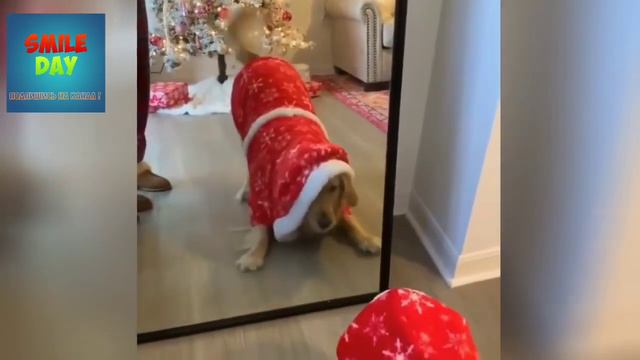 Я РЖАЛ ПОЛ ЧАСА/СМЕШНЫЕ ЖИВОТНЫЕ / КОТЫ, СОБАКИ И ДРУГИЕ / ПОПРОБУЙ НЕ ЗАСМЕЯТЬСЯ#2 смотреть онлайн