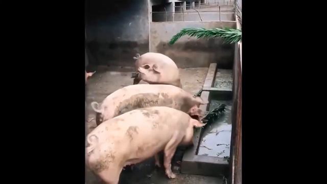 Смешные животные приколы 2021 года/Угарные видео приколы про животных 2021