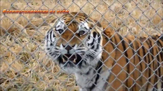 С НОВЫМ ГОДОМ !!! Поздравляю, счастья и благополучия желаю. смотреть онлайн