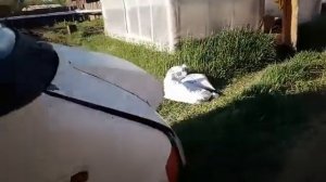 Газель радиатор от уазика