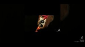 короче говоря : the banana splits move