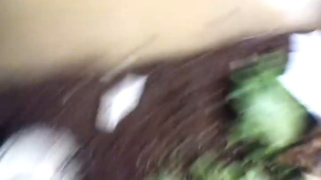 у-итка ахатина альбинос аляска смотреть онлайн