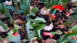 ПОСАДКА ТЮЛЬПАНОВ ВЫГОНКА К 8 МАРТА || ВЫГОНКА ТЮЛЬПАНОВ К 8 МАРТА