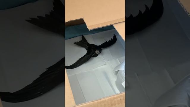 Мы подобрали птенца стрижа вырастили его и отпустили в Небо