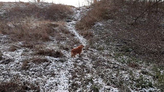 На зимней прогулке с домашним питомцем смотреть онлайн